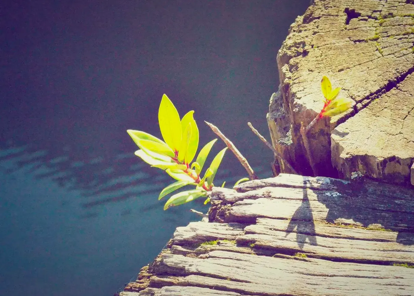 Accessibility as conversion insurance (part 4)